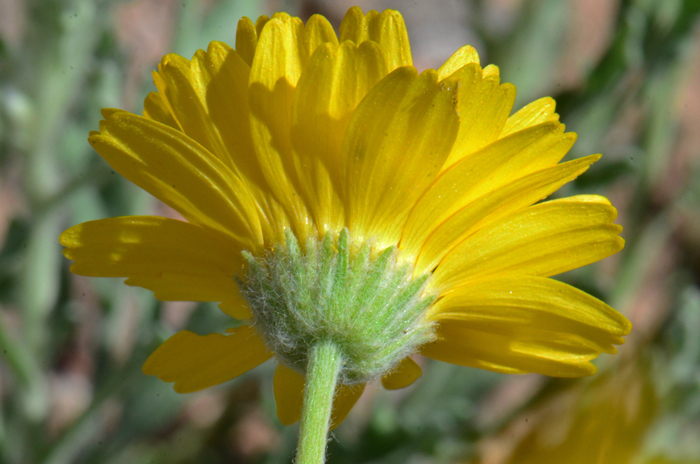 Woolly Desert Marigold: the bracts or phyllaries surrounding the heads have linear soft woolly hairs (tomentose), thus the alternative common name Woolly Desert-marigold. Baileya pleniradiata